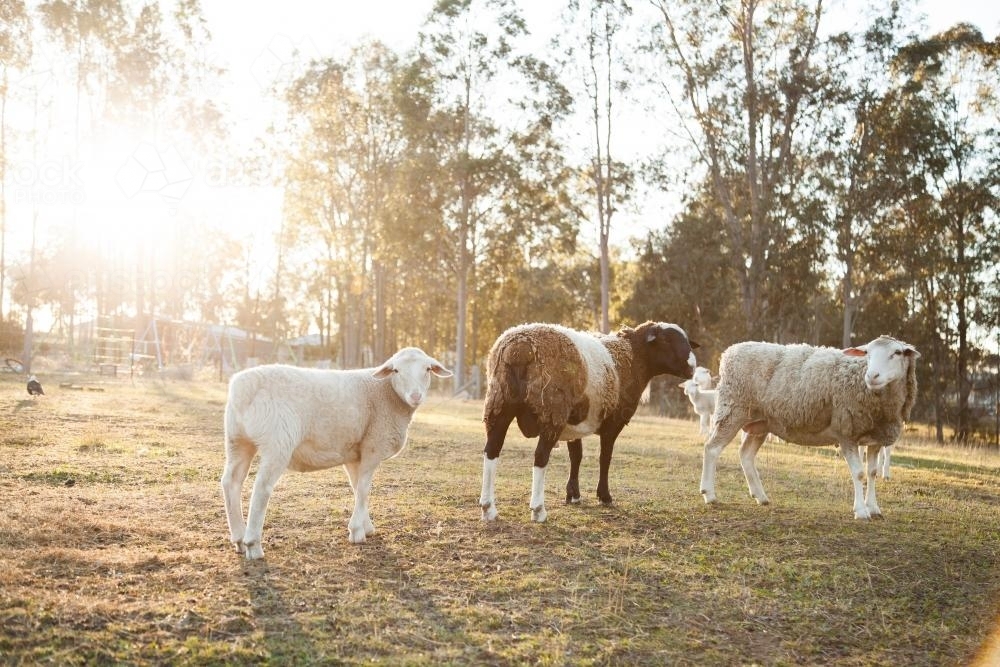 Small flock of sheep in a paddock on a cold sunlit morning - Australian Stock Image