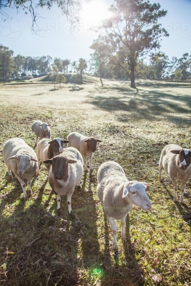 Small flock of sheep in a paddock on a winter morning - Australian Stock Image