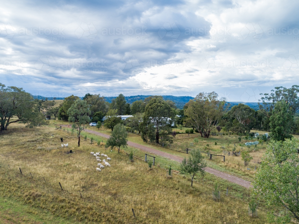 small flock of sheep in paddock near farm homestead on overcast summer day - Australian Stock Image