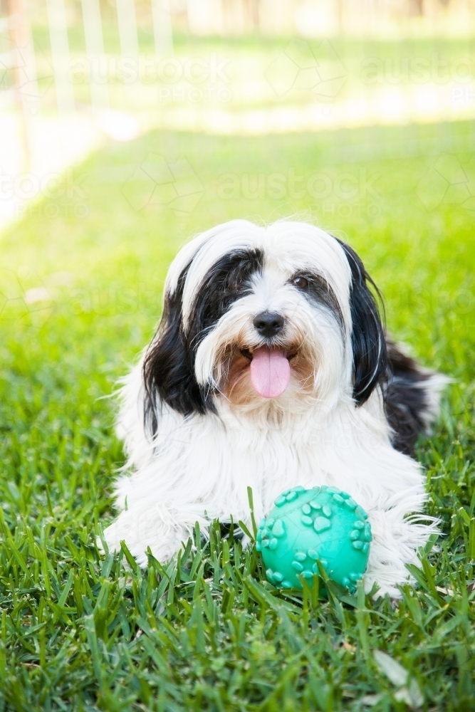 Small fluffy pet dog sitting on the lawn with ball looking at camera - Australian Stock Image