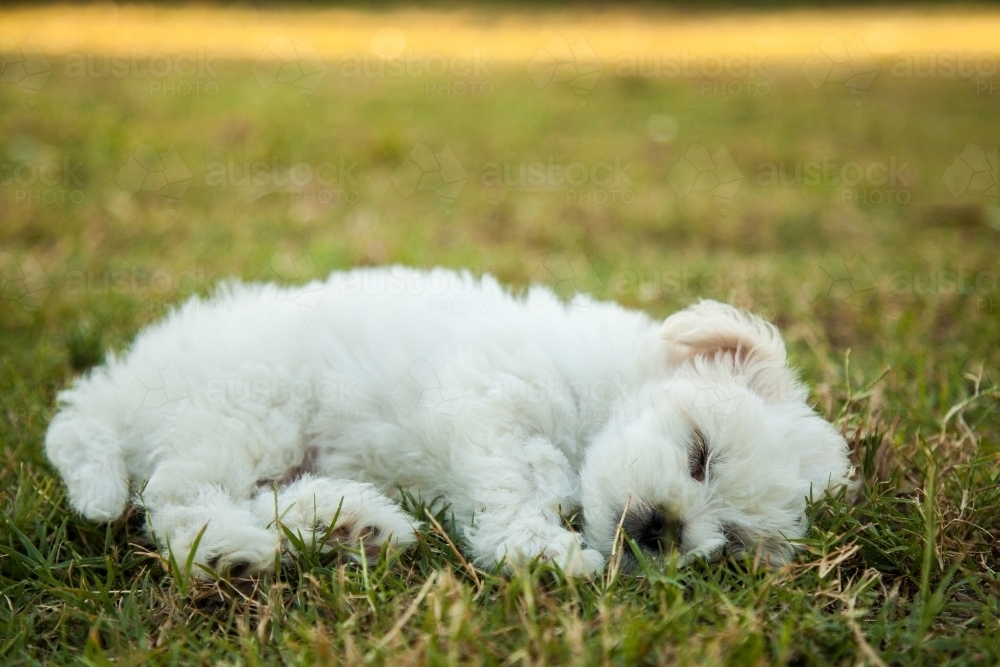 Small fluffy white puppy sleeping on the grass - Australian Stock Image