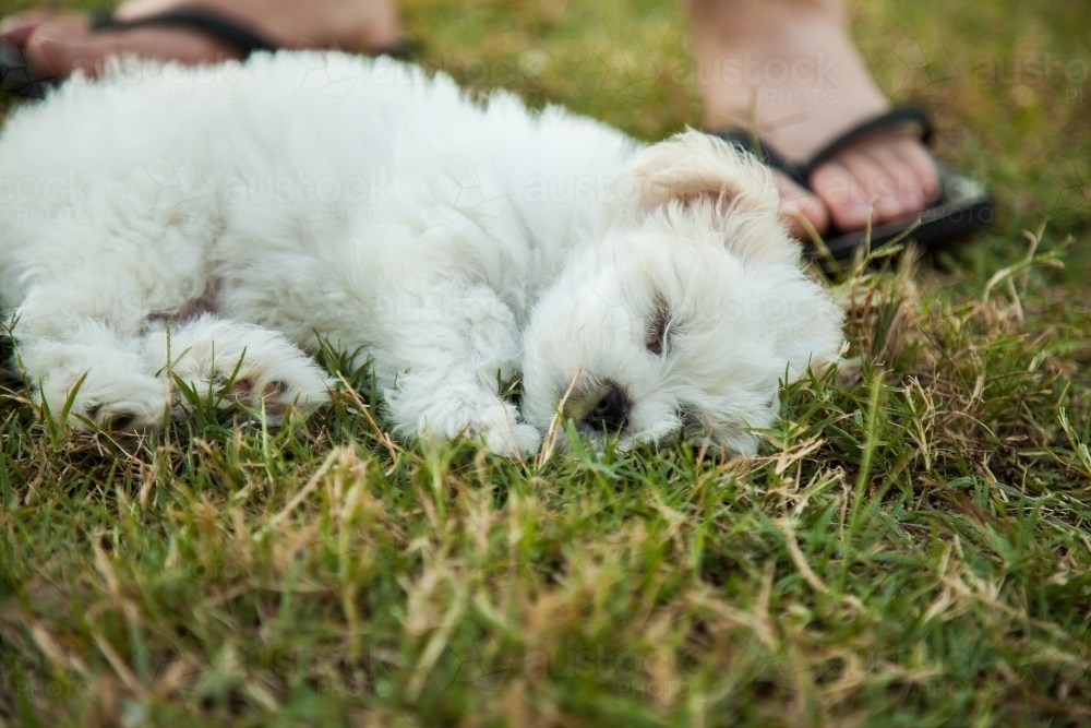 Small fluffy white puppy sleeping on the grass with feet and thongs behind - Australian Stock Image