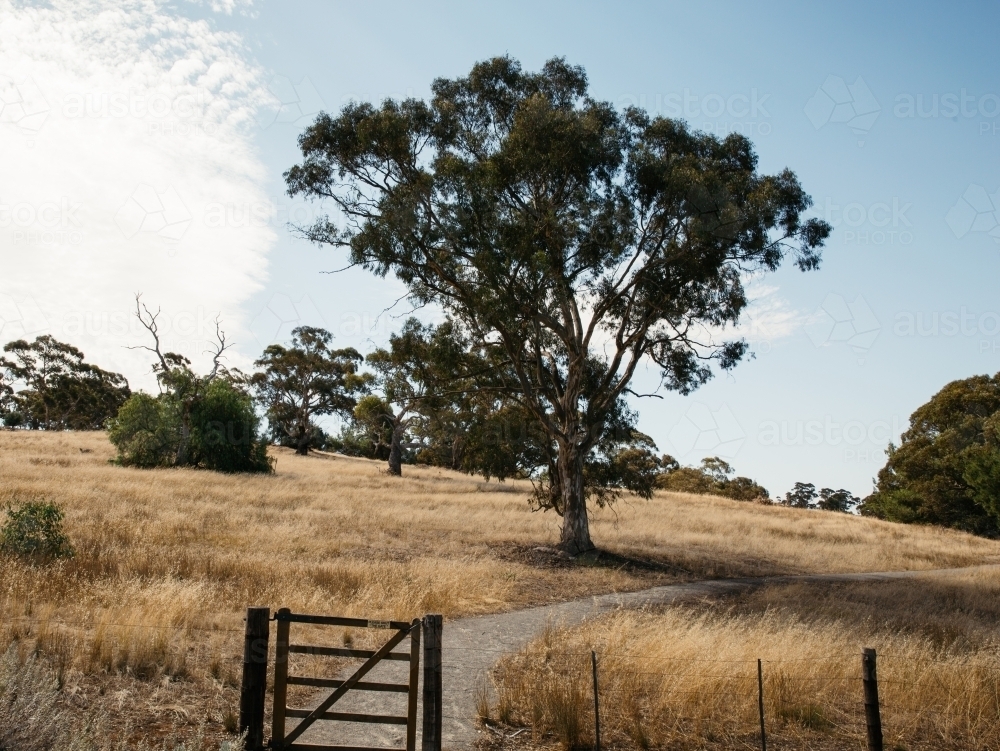 Small gate on footpath through farm - Australian Stock Image