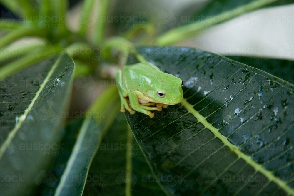 Small green frog sitting on leaf - Australian Stock Image