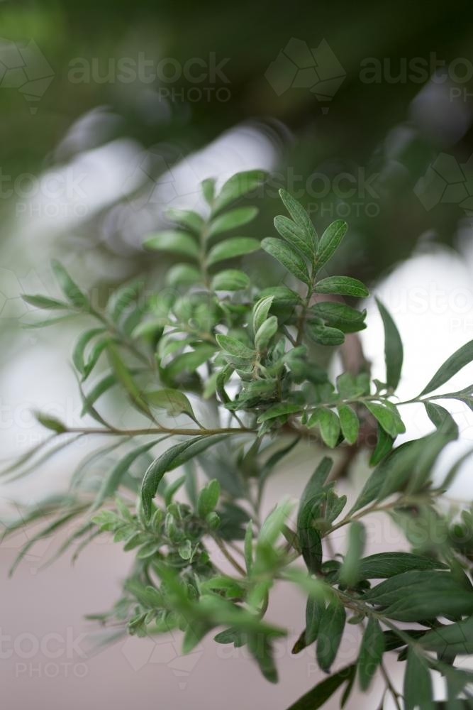 Small green leafy outdoor plant - Australian Stock Image