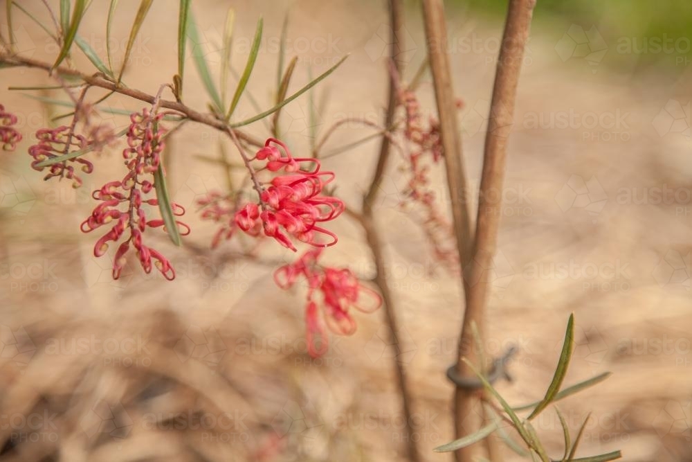 Small grevillea flowers on a young bush in the garden - Australian Stock Image