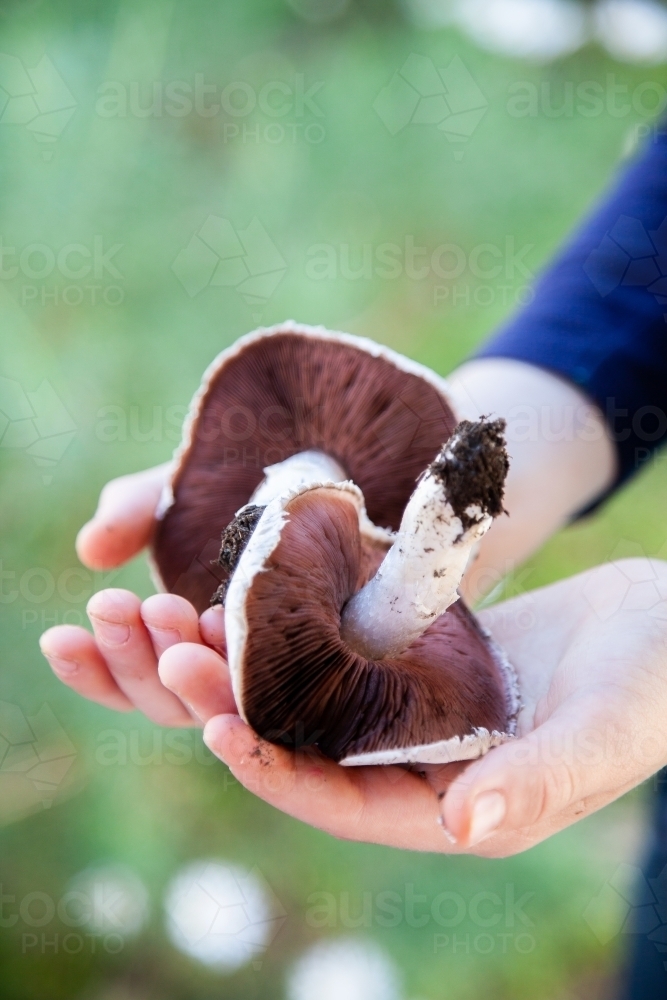 Small hands holding two fresh mushrooms foraged from the roadside - Australian Stock Image
