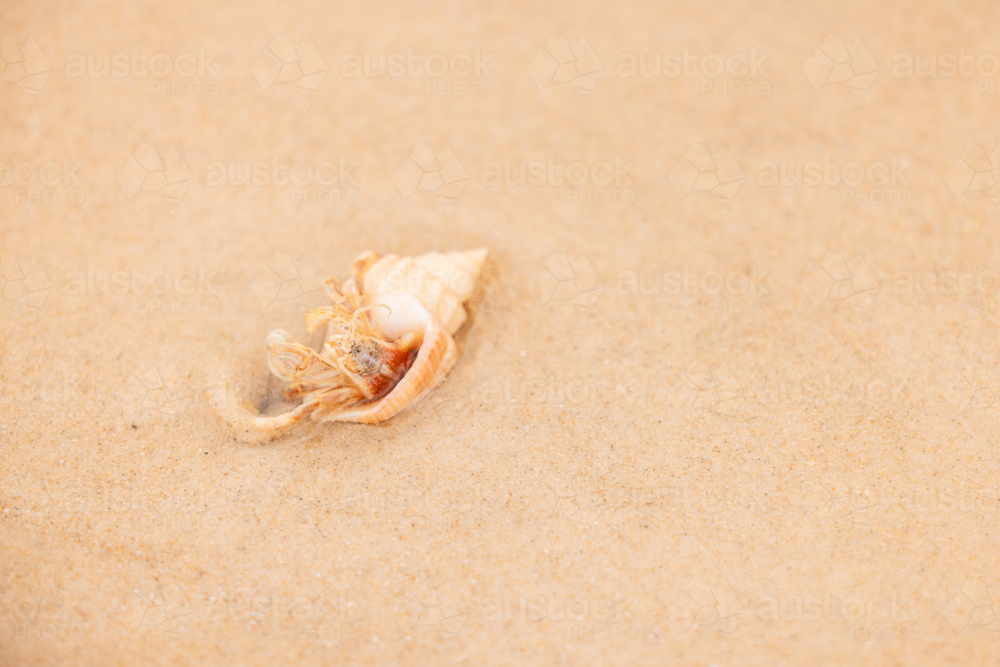 Small hermit crab hiding in shell at the beach - Australian Stock Image