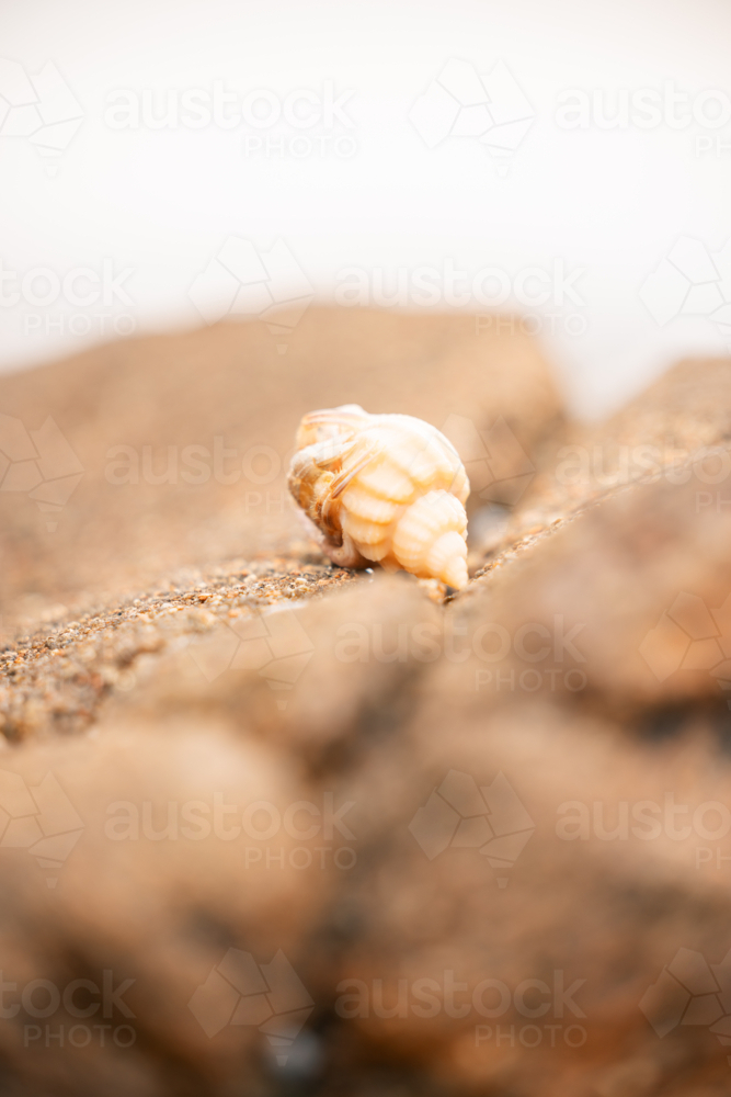 Small hermit crab hiding in shell at the beach - Australian Stock Image