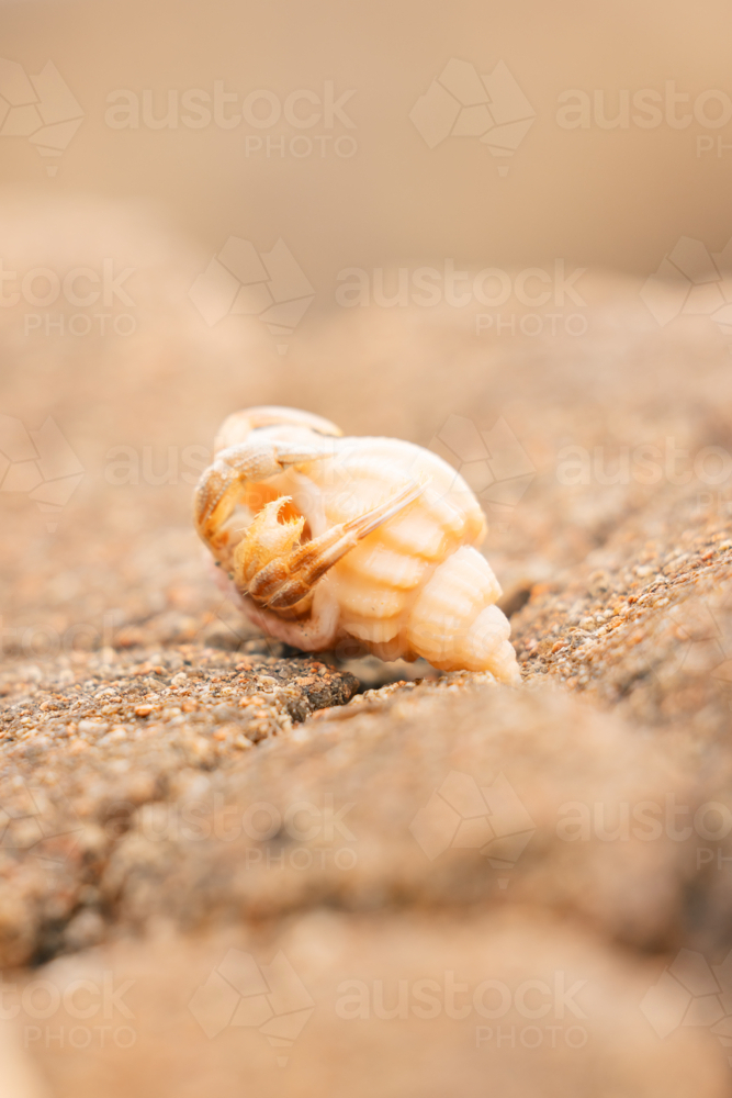Small hermit crab hiding in shell at the beach - Australian Stock Image
