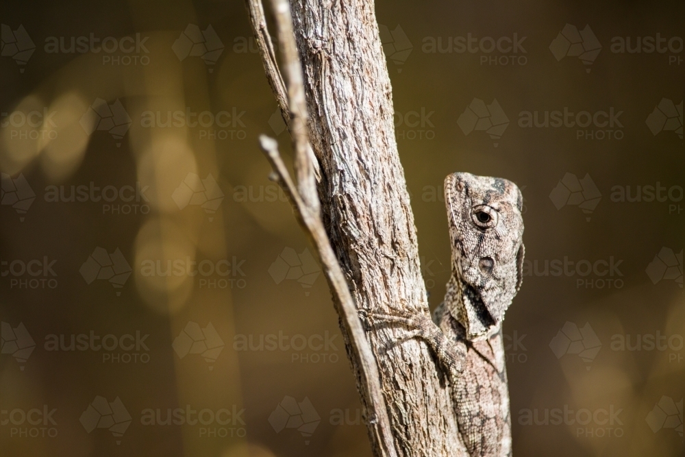 Small lizard on a branch - Australian Stock Image