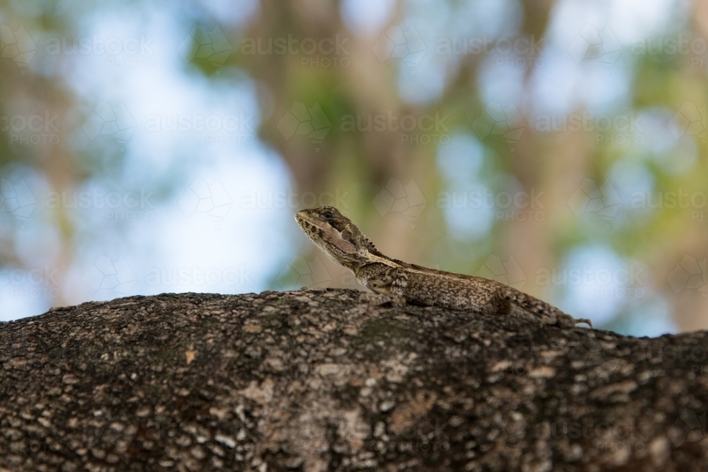 Small lizard resting on a large branch - Australian Stock Image