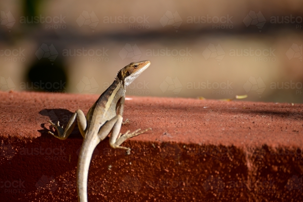 Small lizard sitting on a red brick wall - Australian Stock Image