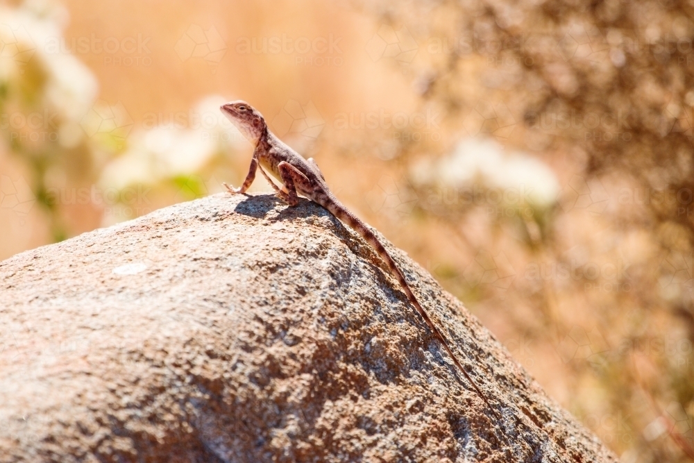 Small lizard sitting on a rock horizontal - Australian Stock Image