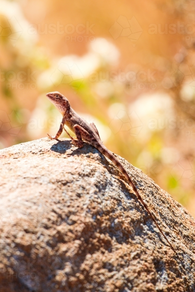 Small lizard sitting on a rock vertical - Australian Stock Image