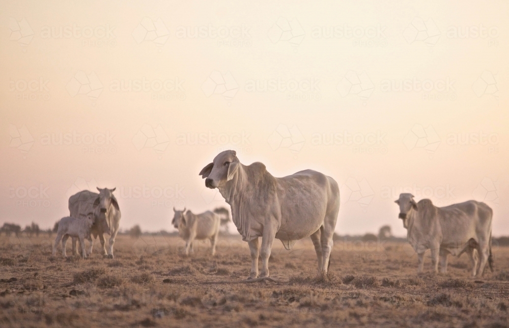 Small mob of Brahman cattle standing on dry short grass against soft sky on dusk, calf and cows - Australian Stock Image