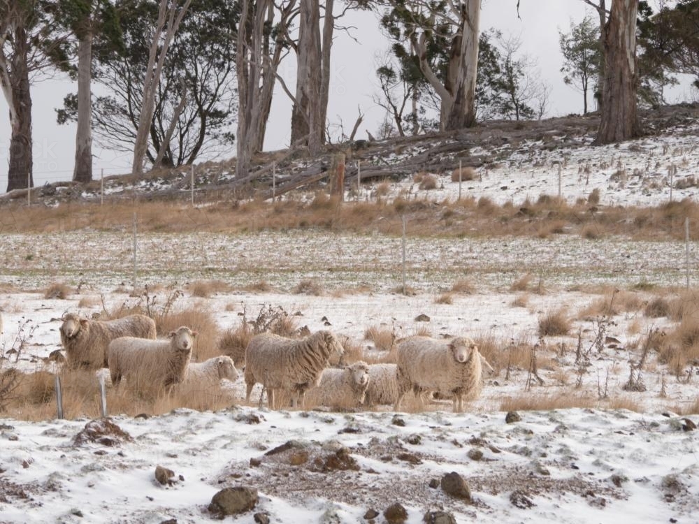 Small mob of sheep in a snow covered paddock - Australian Stock Image