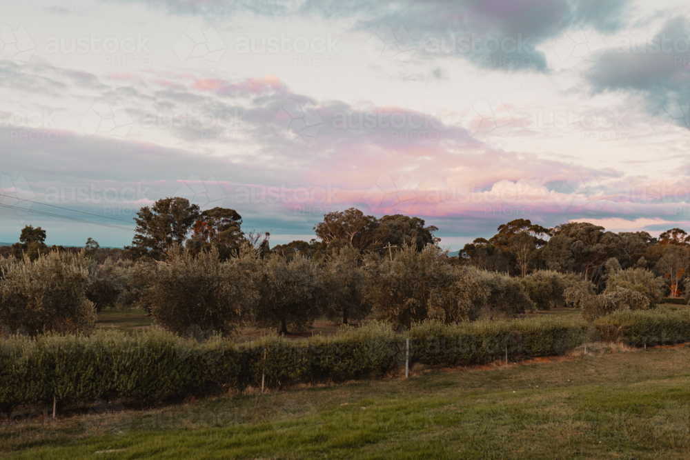Small olive grove surrounded by hedges in rural New South Wales - Australian Stock Image