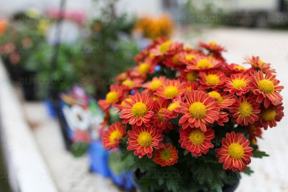 Small orange and yellow flowers at a market - Australian Stock Image