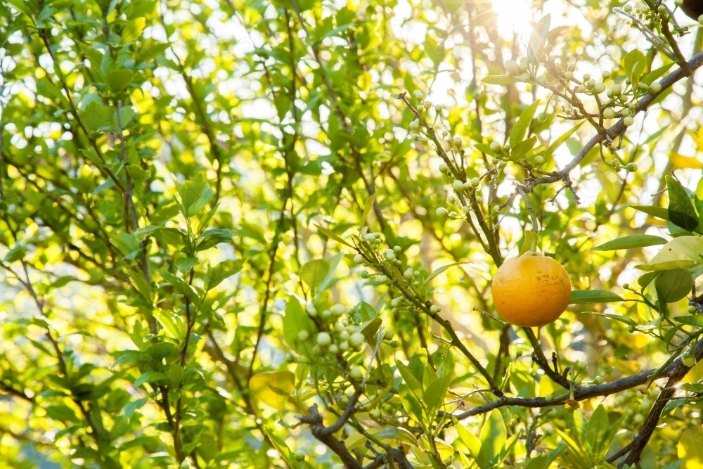 Small orange left behind on citrus fruit tree - Australian Stock Image