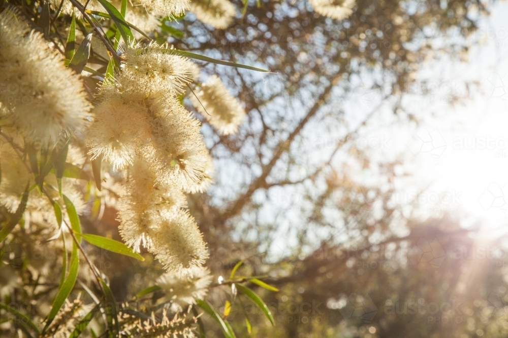Small pale yellow bottlebrush flowers with rays of sunlight shining through - Australian Stock Image