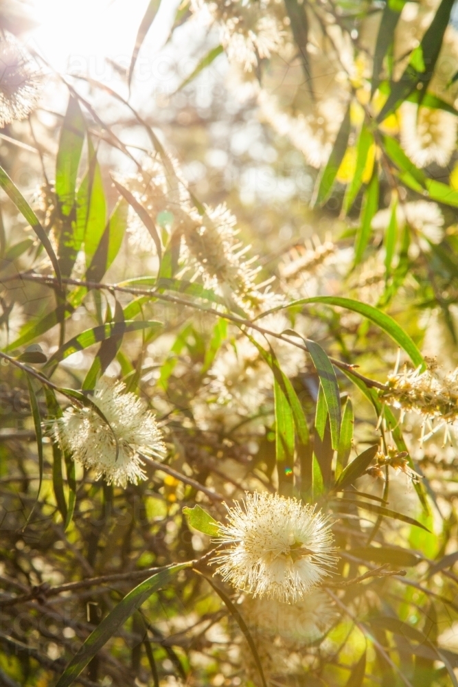 Small pale yellow bottlebrush flowers with rays of sunlight shining through - Australian Stock Image