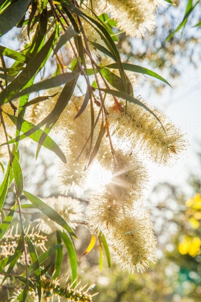 Small pale yellow bottlebrush flowers with rays of sunlight shining through - Australian Stock Image