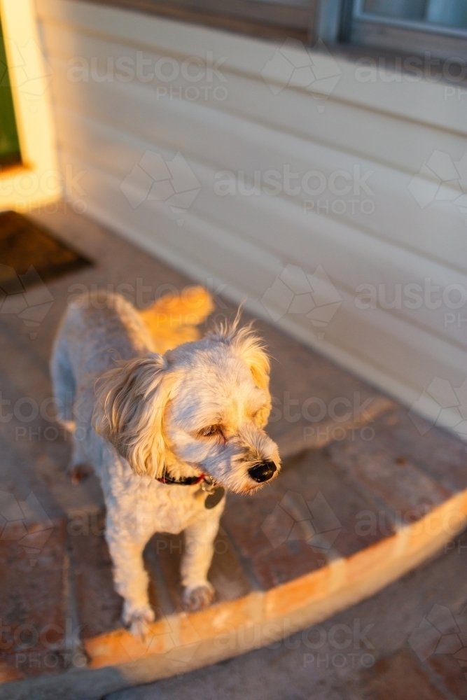 Small pet dog waiting on front door step in golden evening light - Australian Stock Image