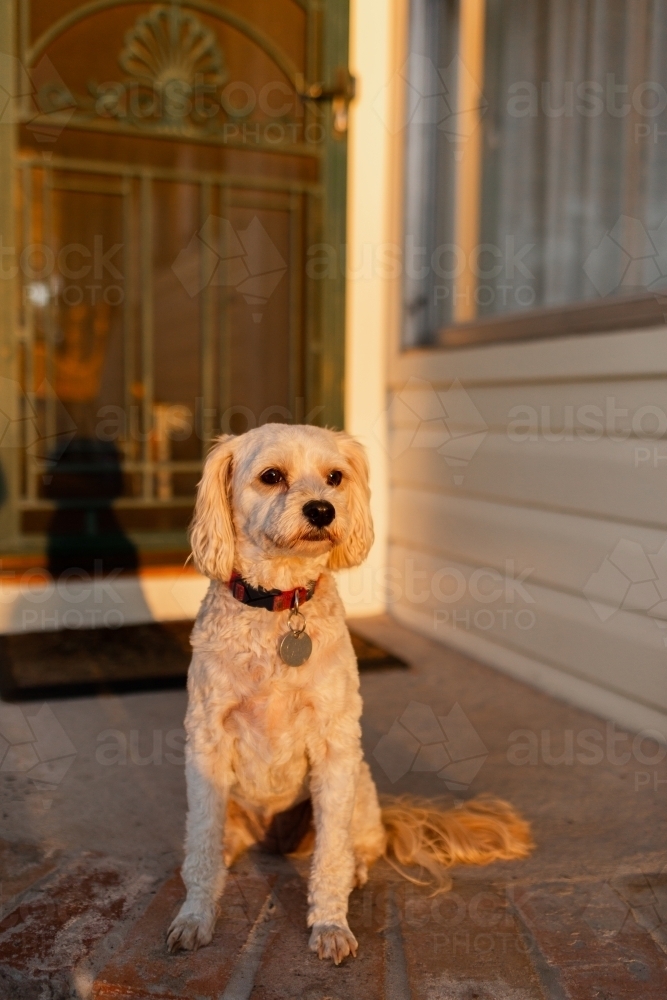 Small pet dog waiting on front door step in golden evening light - Australian Stock Image