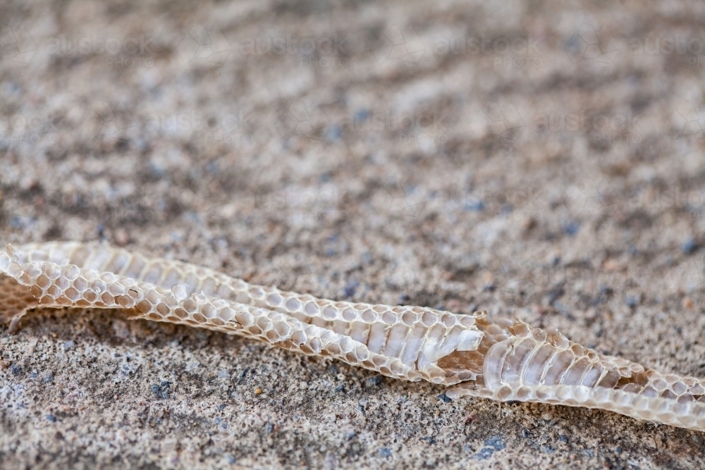 Small piece of snake skin - Australian Stock Image