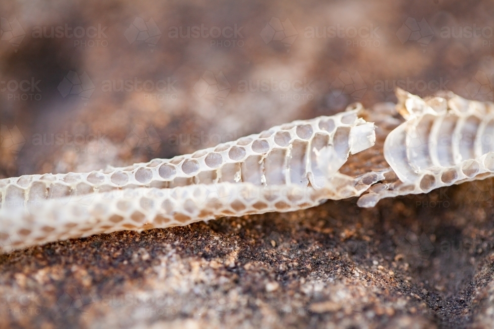Small piece of snake skin - Australian Stock Image