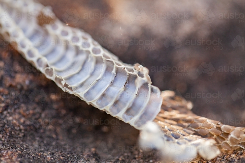 Small piece of snake skin - Australian Stock Image