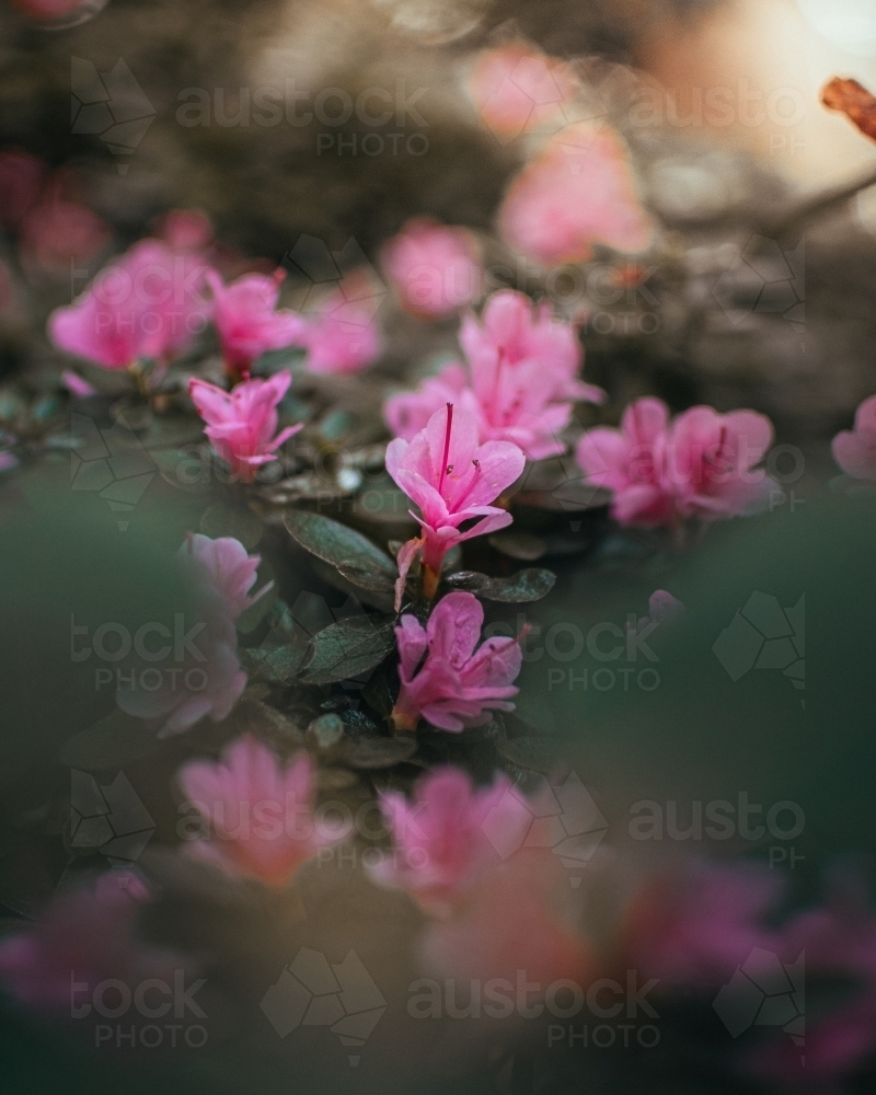 Small Pink Flowers Blossoming in the Morning Sunlight - Australian Stock Image