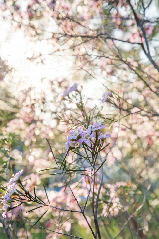 Small pink flowers on a geraldton wax bush in the sunlight - Australian Stock Image