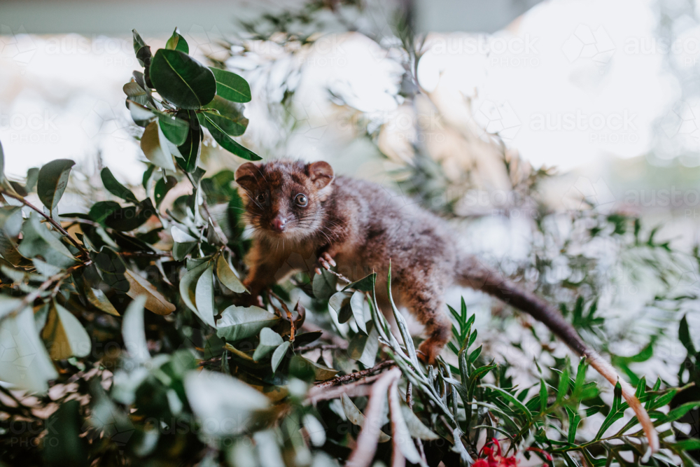 Small possum climbing over a cutdown branch of tree - Australian Stock Image