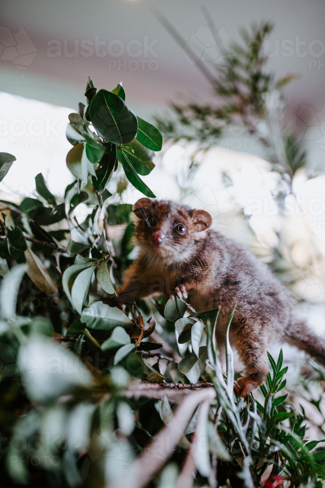 Small possum climbing over a cutdown branch of tree - Australian Stock Image