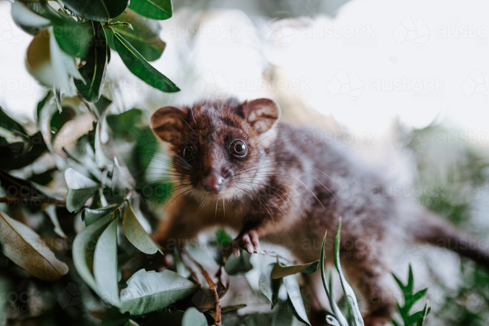 Small possum climbing over a cutdown branch of tree - Australian Stock Image
