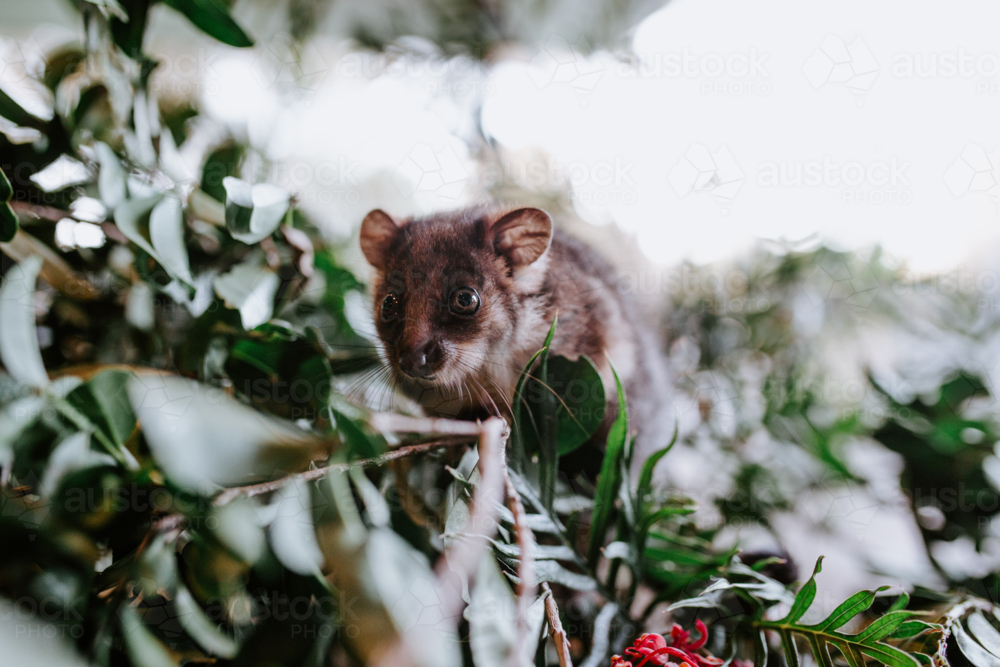 Small possum climbing over a cutdown branch of tree - Australian Stock Image