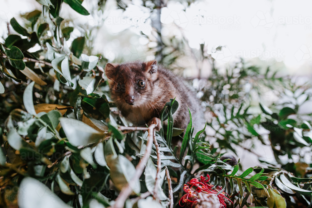 Small possum climbing over a cutdown branch of tree - Australian Stock Image