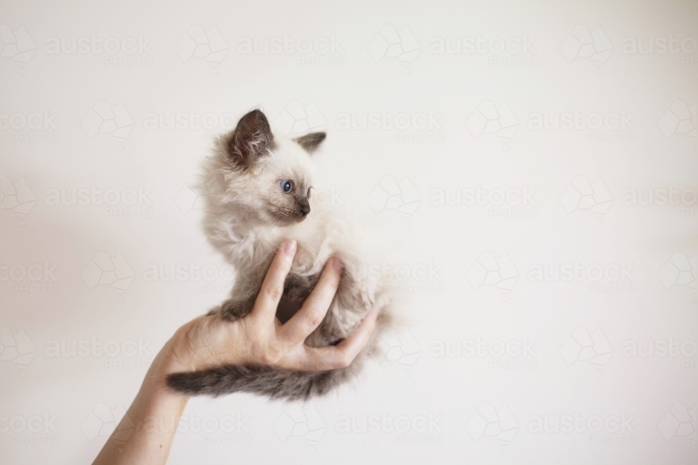 Small purebred kitten being held up. - Australian Stock Image