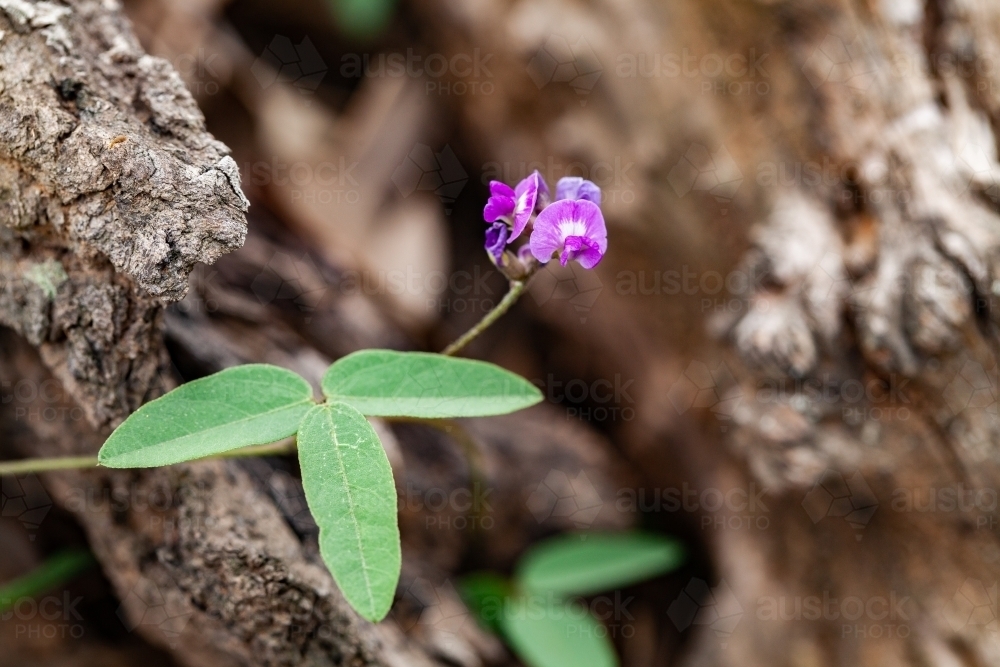 Small purple native flower - Australian Stock Image