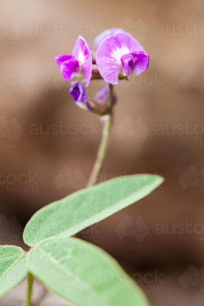 Small purple native flower - Australian Stock Image