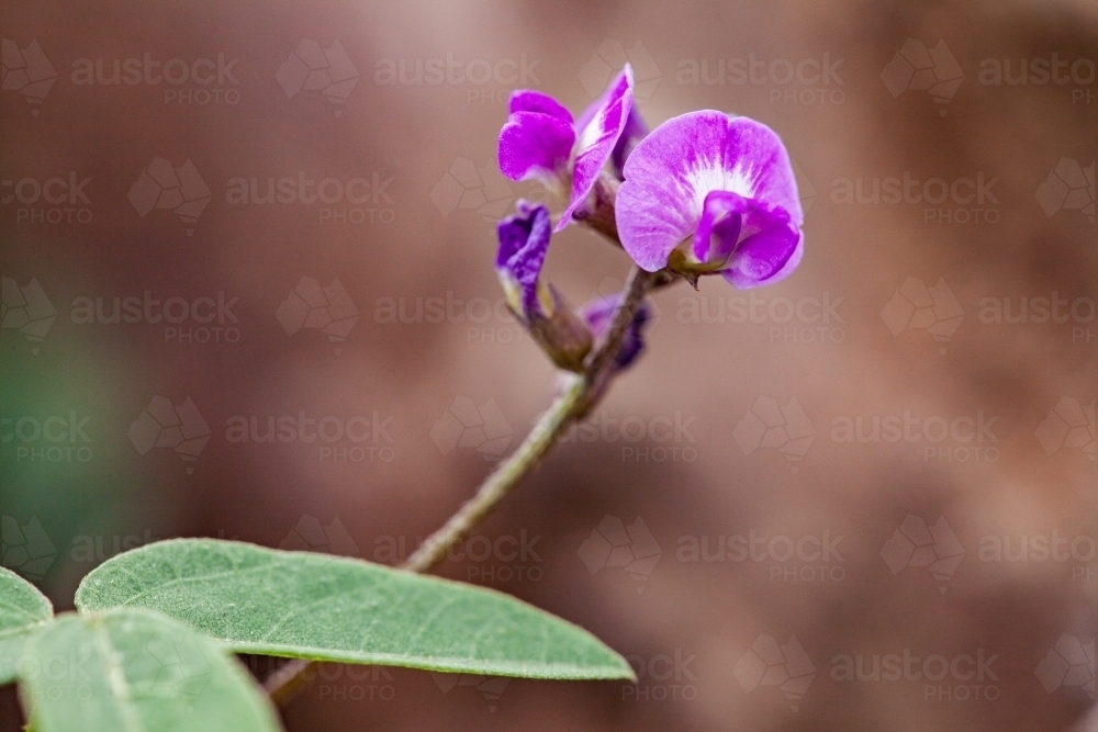 Small purple native flower - Australian Stock Image