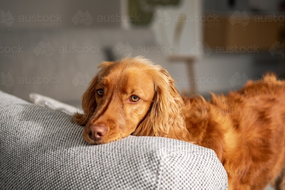 Small red/brown dog resting on sofa - Australian Stock Image