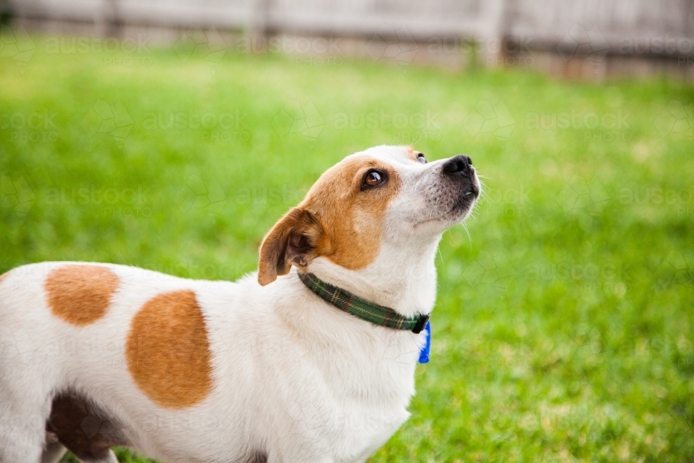 Portrait of small rescue dog in backyard looking up - Australian Stock Image
