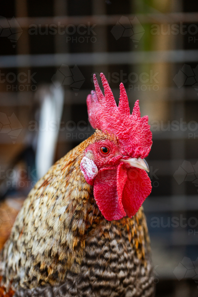 Small rooster with red comb and wattle - Australian Stock Image