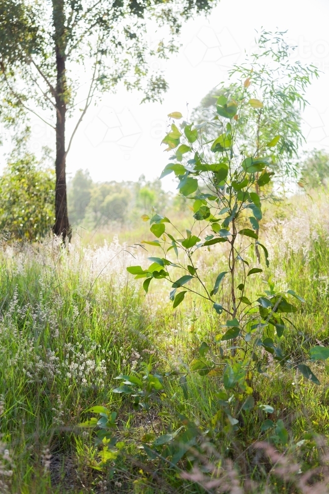 Small sapling gum tree in paddock - Australian Stock Image