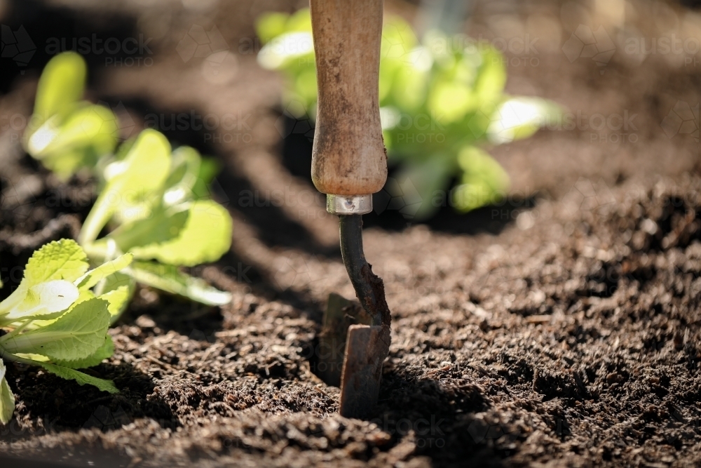 Small shovel in vegetable garden with wombok seedlings ready for planting - Australian Stock Image