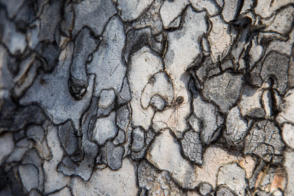 Small spider blending on Leopardwood bark - Australian Stock Image