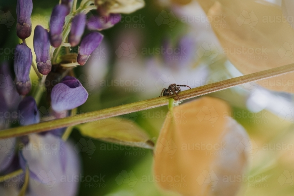 Small spider in a garden - Australian Stock Image
